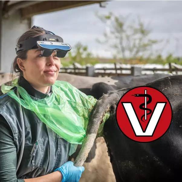 Ultraschall in der RinderRepro für Tierärzte