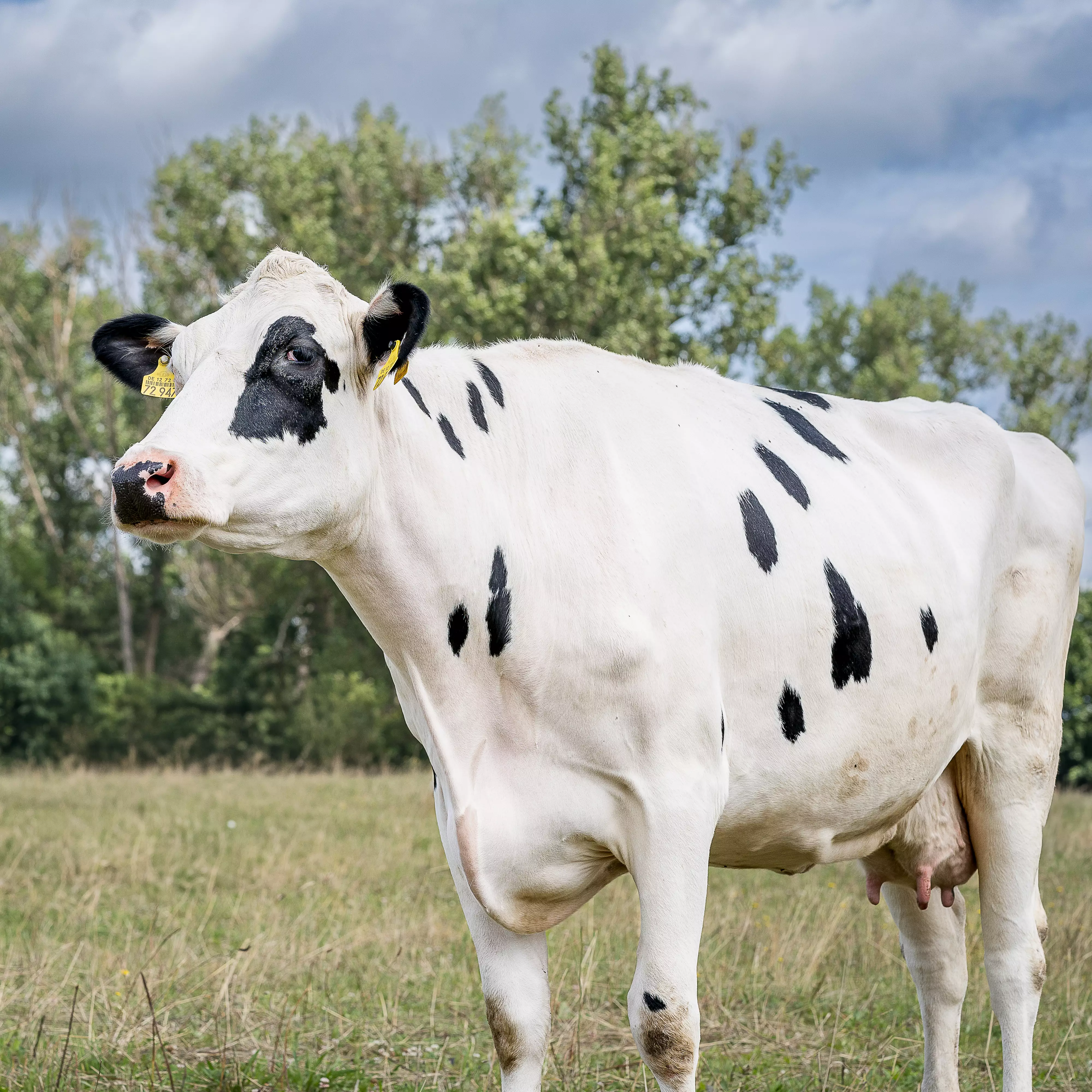 RinderRepro: Zusatzqualifikation Trächtigkeitsuntersuchung beim Rind nach Empfehlungen des BRS