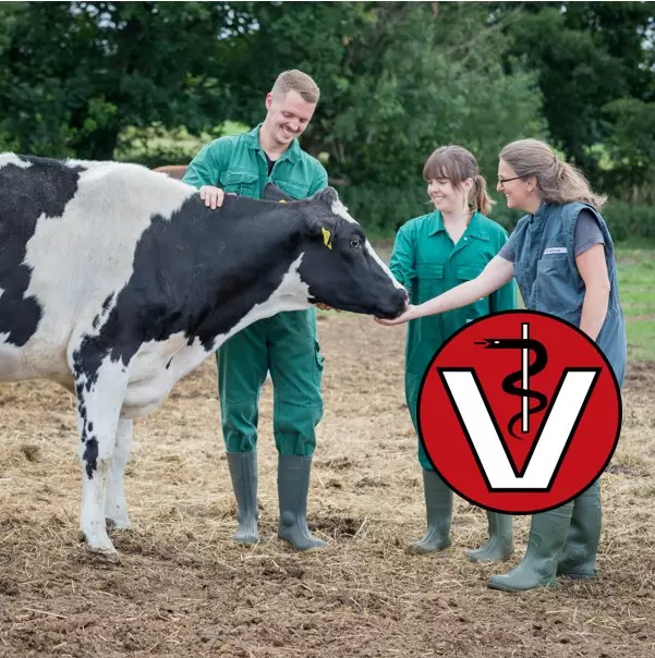 RinderRepro für Studenten und Berufseinsteiger der Tiermedizin