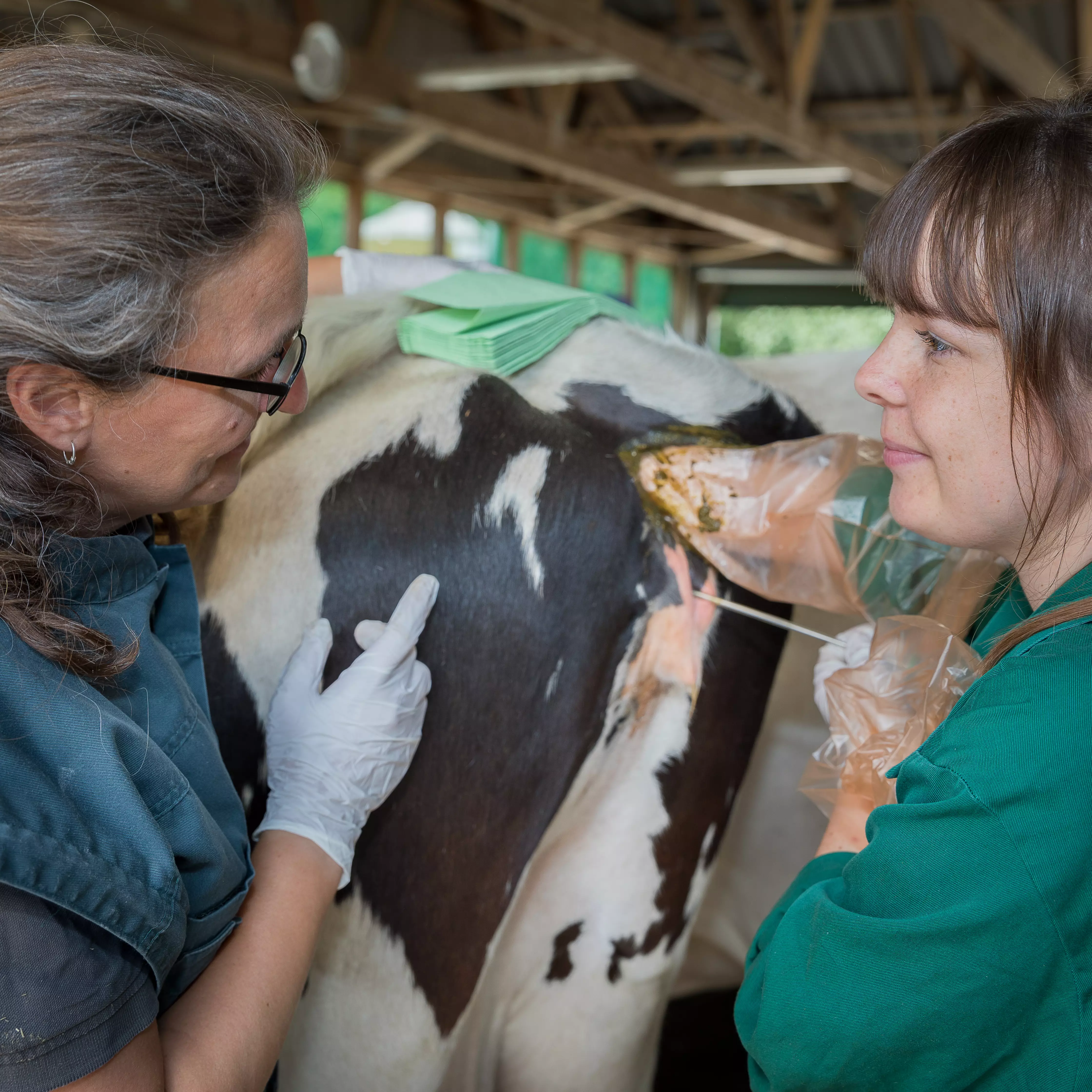 Besamungsbeauftragte/r Rind