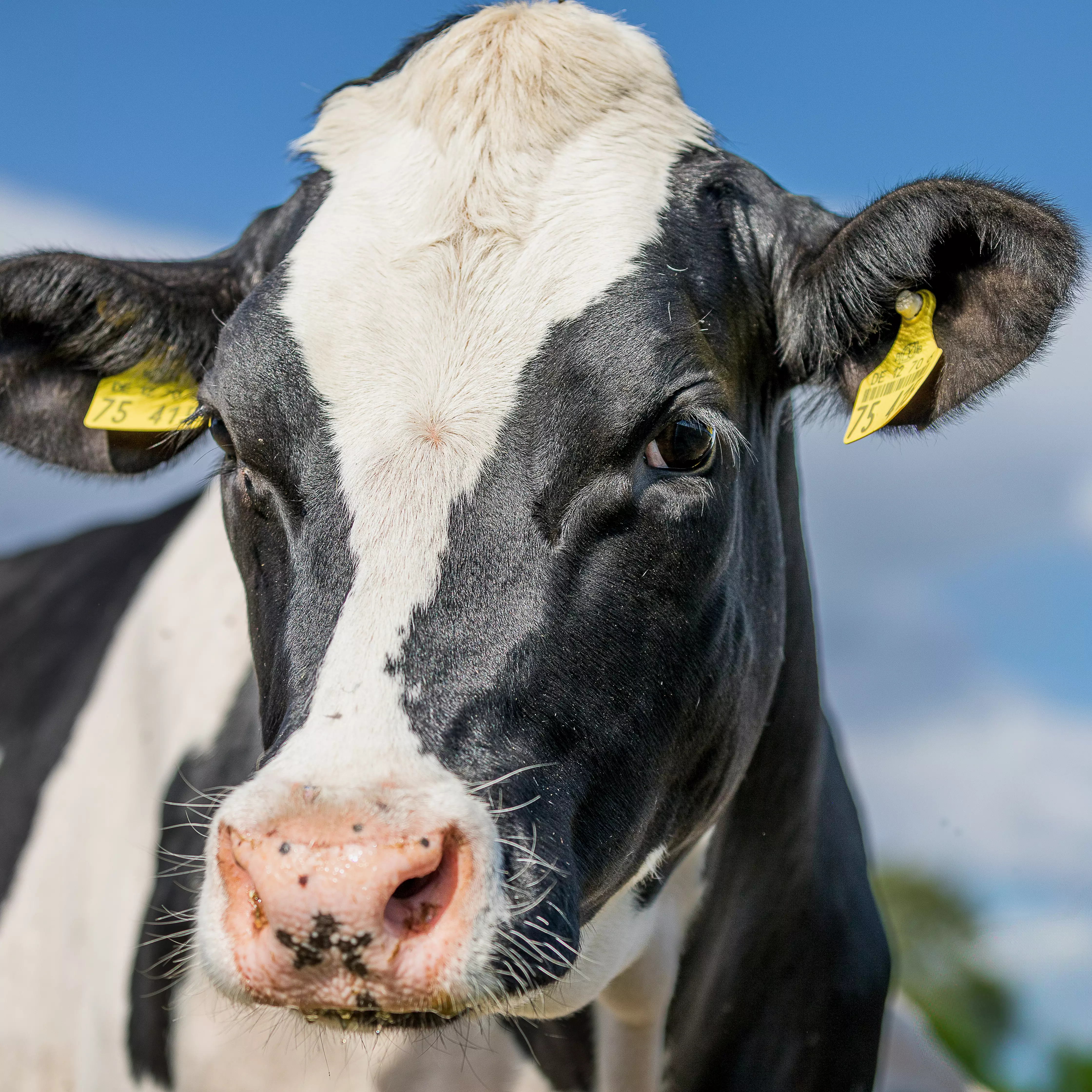 Rinder Repro manuell: Trächtigkeitsuntersuchung und Ovardiagnostik