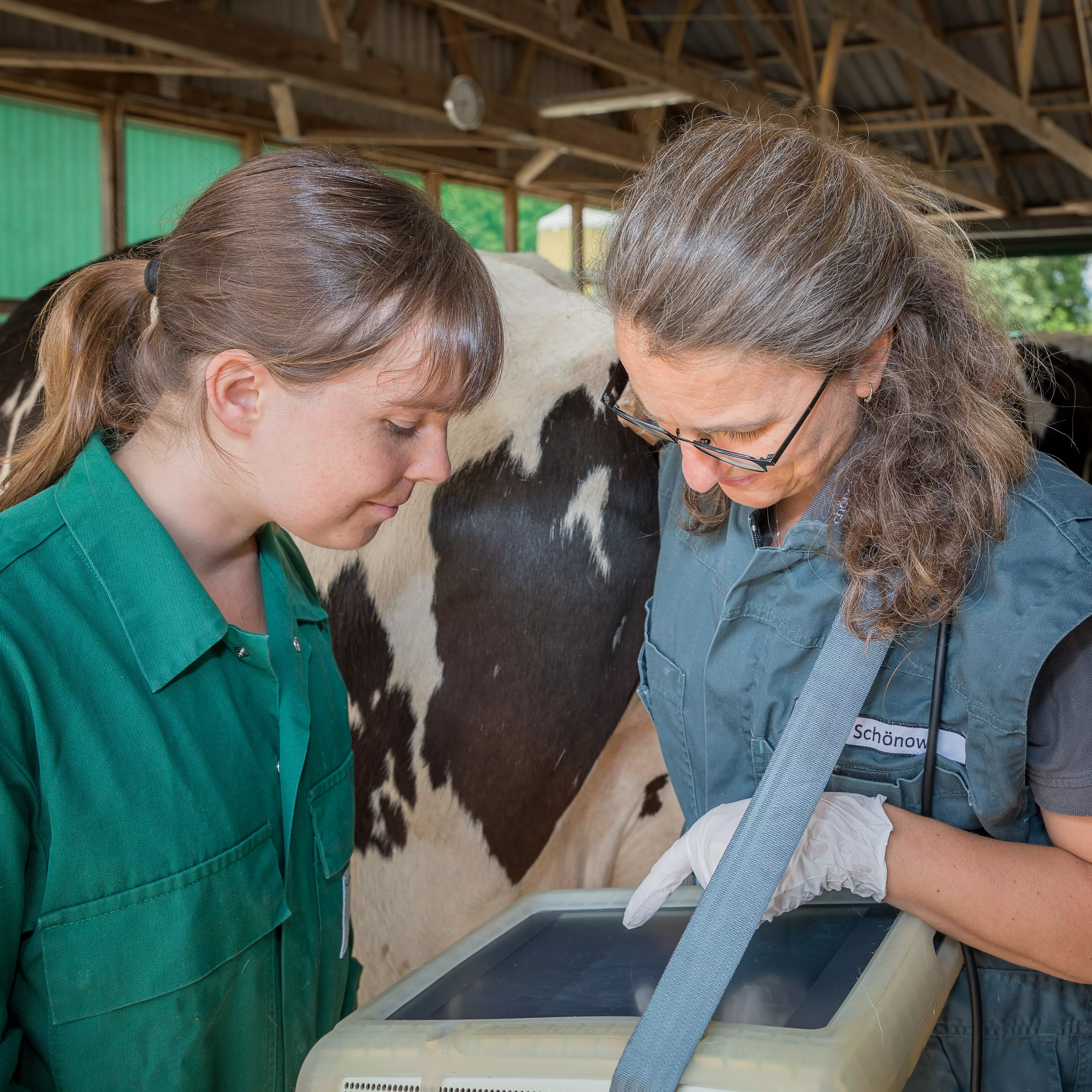 Rinder Repro Ultraschall: Trächtigkeitsuntersuchung und Ovardiagnostik